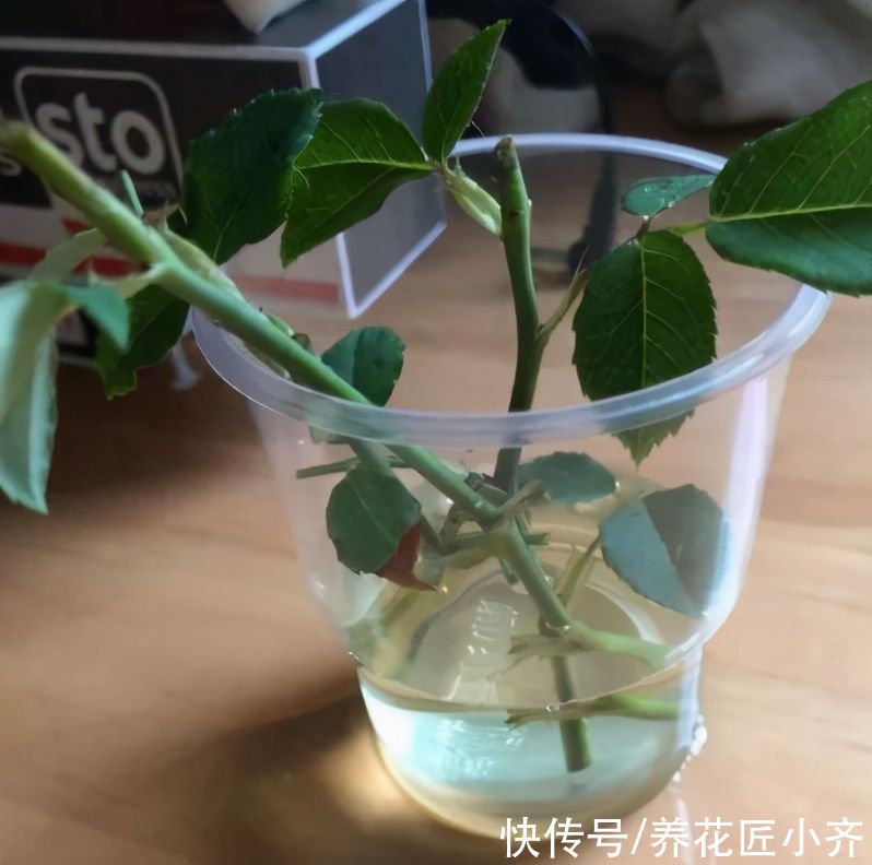 扦插植物用“生根水”，获得生根水有两种方法，多数人会选第一种