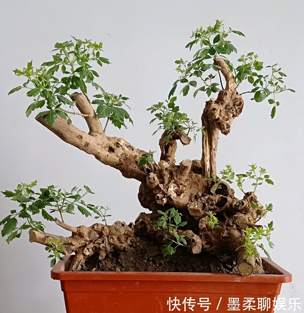 伤口愈合|修剪黄荆老桩头你还在用草木灰涂抹剪口吗伤口愈合剂了解一下