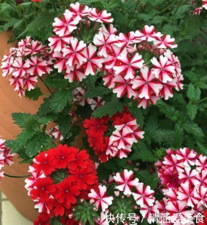 吉祥|4种花养家里,福旺运旺财更旺,开花吉祥富贵,招福添财