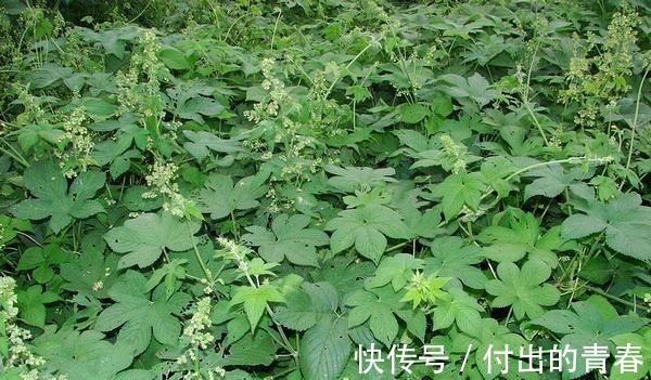 药膏|它在草丛中随处可见, 没想到它可以搞定皮肤瘙痒、痔疮以及小便问题!