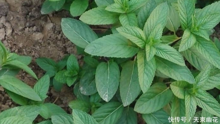 保健菜|城里人吃不到这野菜,能美容养颜,抗衰老,老农民养生就靠它!