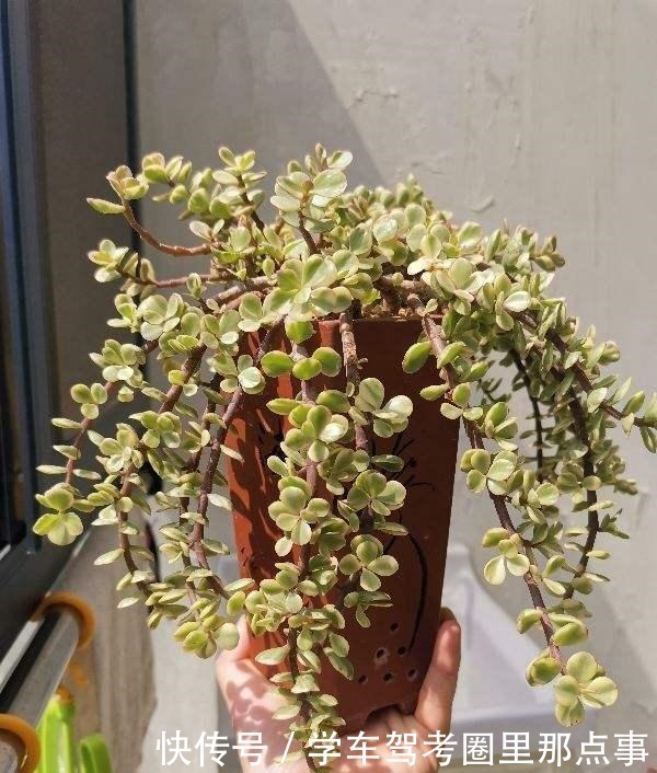 能活几十年的花,家里养一盆,还能作传家宝!