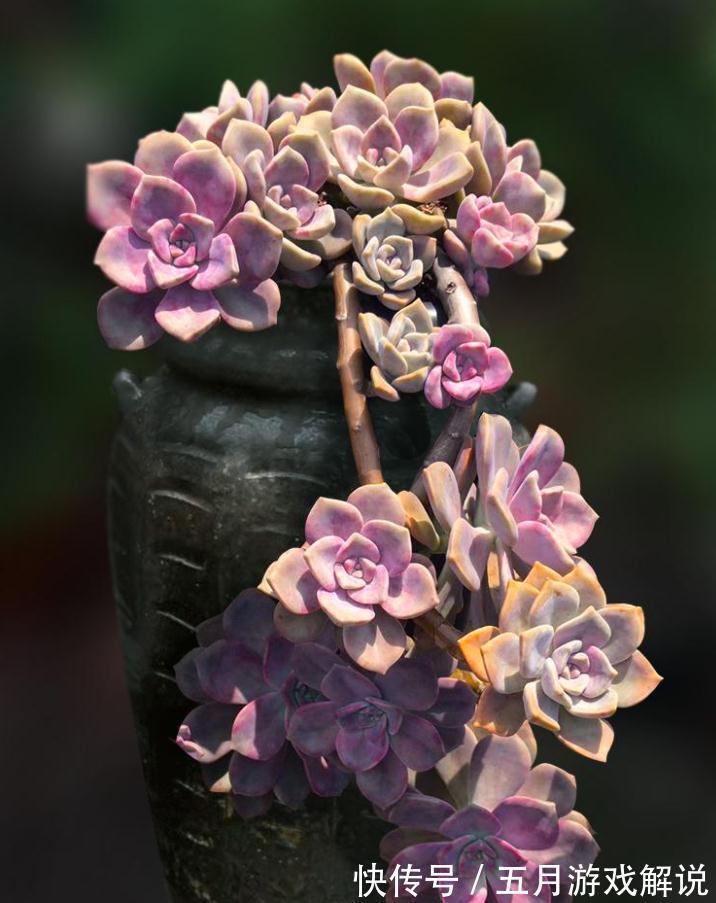 淡雪|推荐新手养的8种多肉,随便一扔都能活,真是新手的福音
