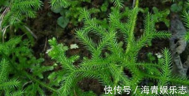 我们来了|农村俗称“伸筋草”的植物,全身长毛,能驱寒祛湿, 药用价值高