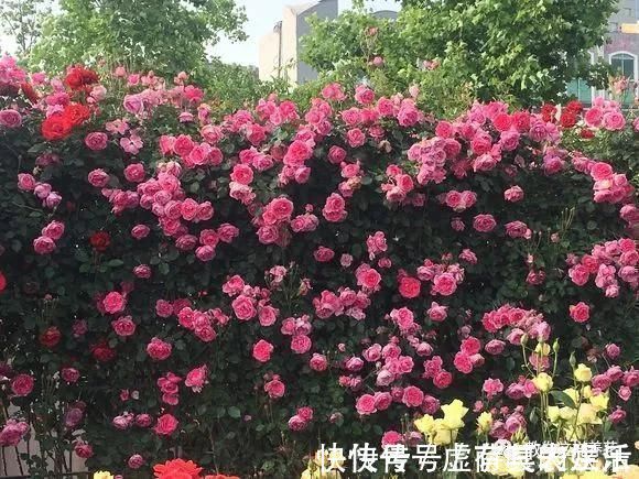养花|老花匠:扔4种“东西”,就是扔钱,比花肥还好用,不花钱!