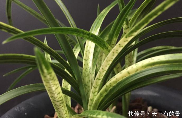 兰花“花草”和“艺草”配土小技巧,只需遵循1点,两者皆能养好