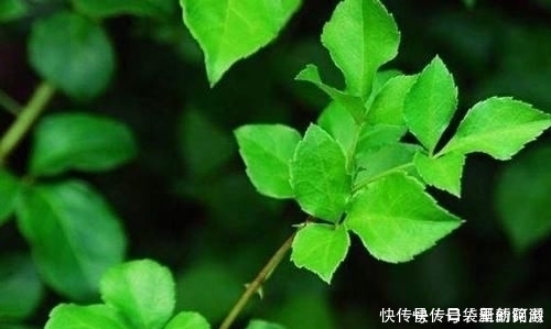 农村|农村一种野草，人称“解百毒”，一斤能卖到240