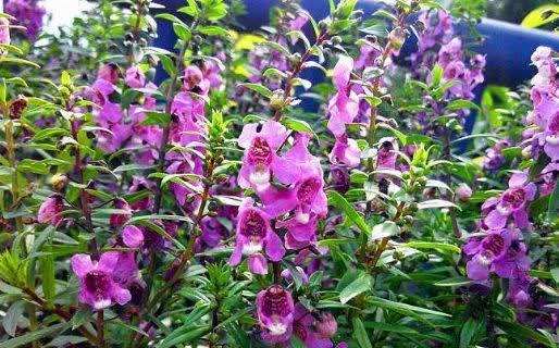 5种漂亮花,掐根枝条就能插活,方法真简单,新手也会养!