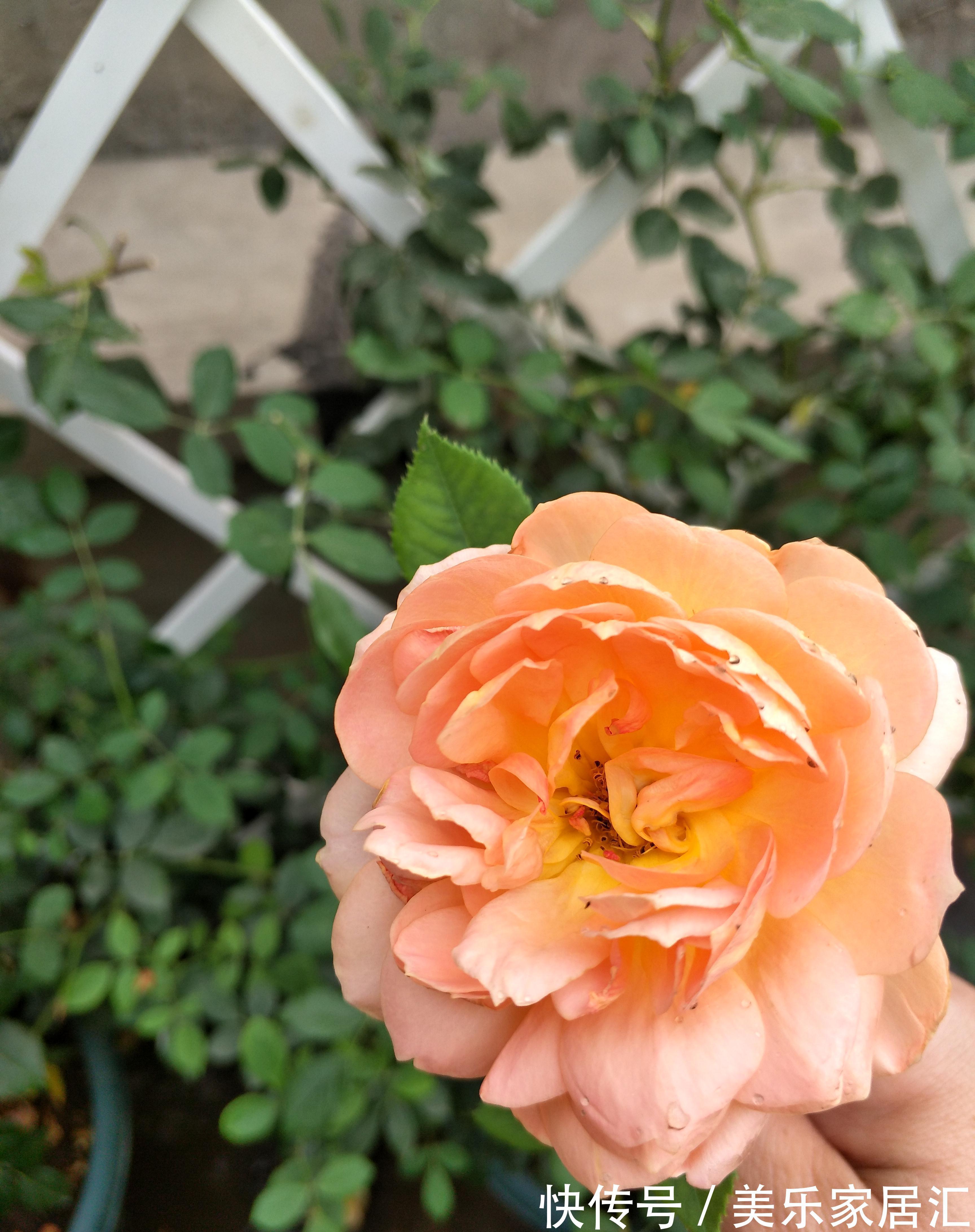 月季夏花又小又丑,三个原因,两个可以改善,一个无法改善