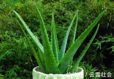 芦荟|客厅养上4种花,好养又大气,叶片四季翠绿,还能净化空气