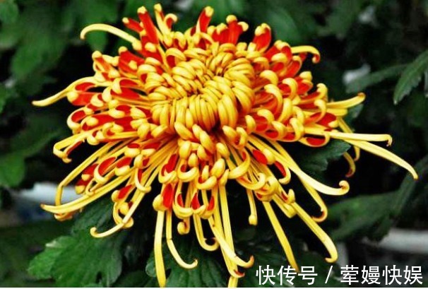 花瓣|喜欢菊花，就养盆“珍稀名菊”唐宇霞辉，似夕阳霞光，温和而秀丽