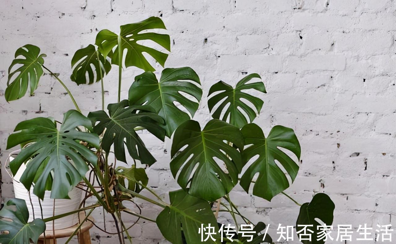 大盆|秋天给龟背竹换个大盆，注意3个重点，缓苗快，不黄叶不烂根