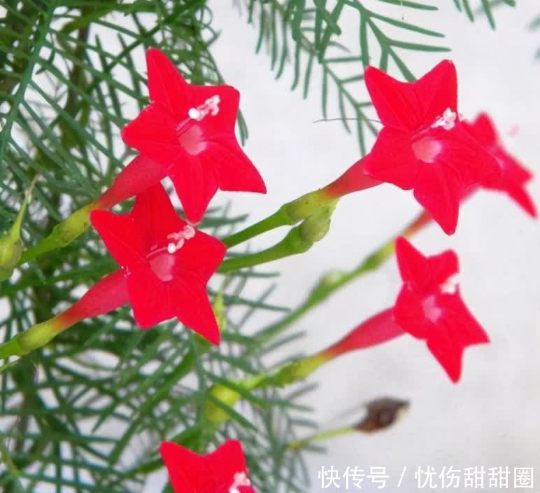春天就养这2种花,一盆可以开一整个阳台的花儿,漂亮清新