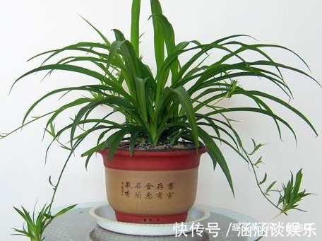 这三种绿植最适合放在客厅，既美观又健康，轻松蹭蹭长不停