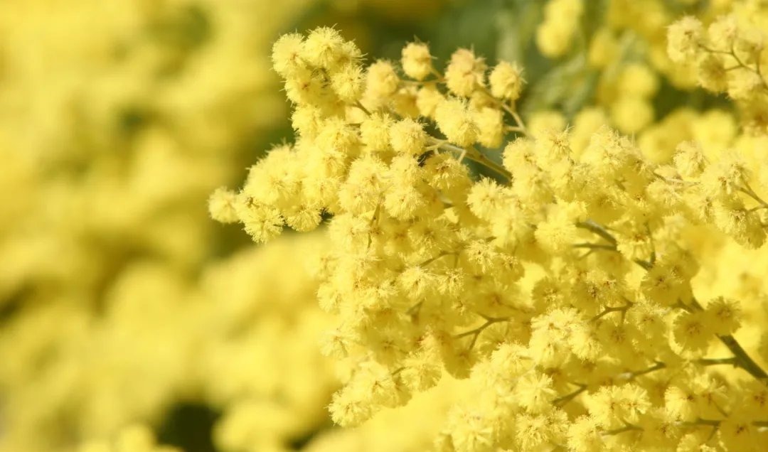 叹白发&66首惊才绝艳的古诗词,终于找全了,值得永久收藏