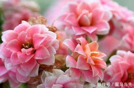 家养长寿花不知道怎么开花学会这三个小技巧,轻松花开爆满盆