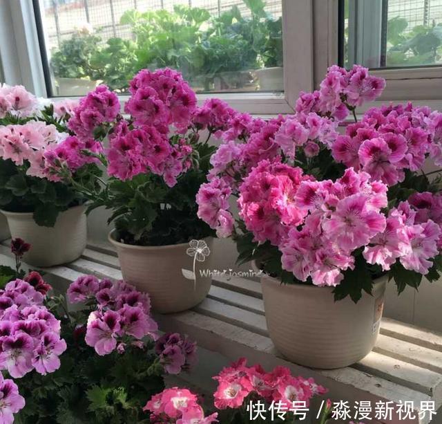 矿泉水瓶|扦插加个小药片,成活率翻番,新手也能做得好!