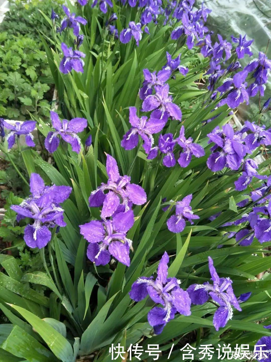 风信子|懒人适合养什么花,浇水少,不挑土,它比人还懒!