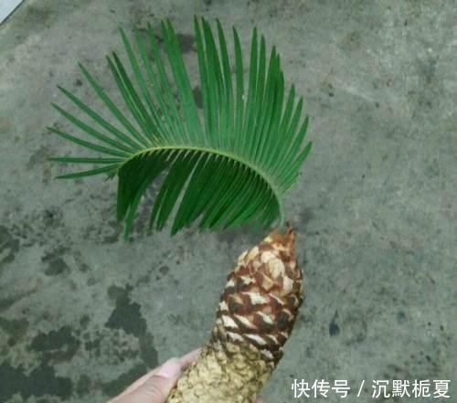 叔叔养了1盆“光杆树”,邻居都笑他傻,2年后看到一脸羡慕!