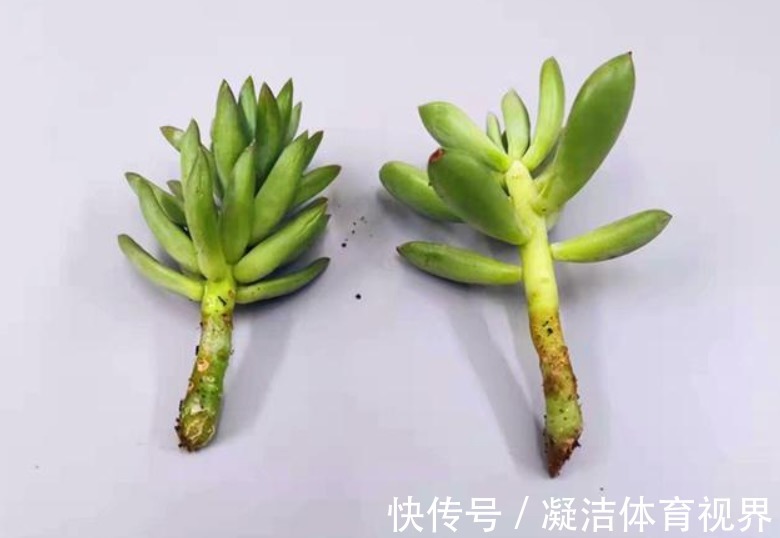 养多肉千佛手,砍头繁殖简单,叶插成活率高,适合新人练手