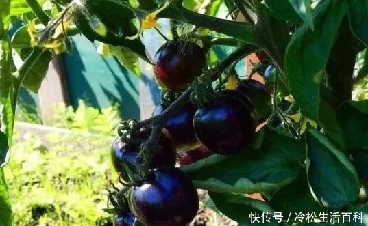 营养价值|称为西红柿里的“黑珍珠”,引进我国后被广泛种植,营养价值高