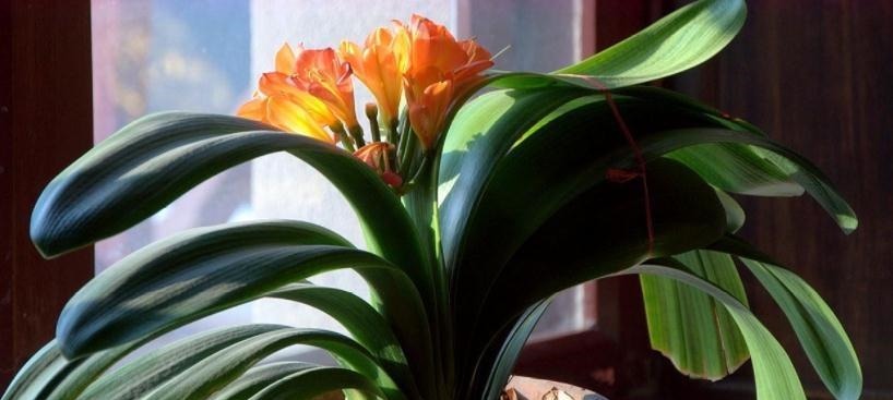 发酵|养花“法宝”松针该怎么用?单独使,加工后用,谨记这些准没错