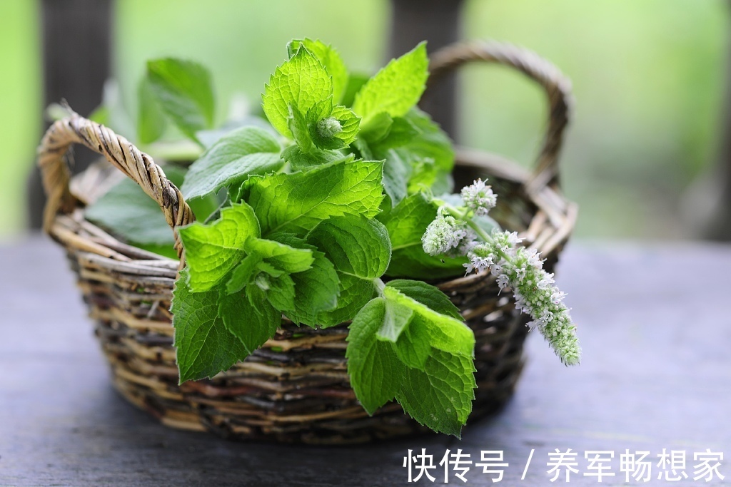 辛凉性|薄荷竟然能疏肝理气健胃消食,还有很多功效你都不知道,快收藏