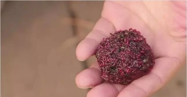 冬天钓鱼,打了窝来了鱼但从不咬钩如何破解?只需3招,连杆不停