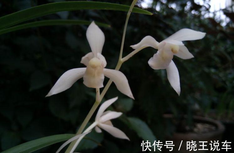 网友种的下山兰，开出了白花，让人羡慕不已