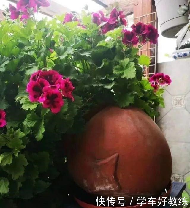 1米7的天竺葵,开花成瀑布,太震撼了!