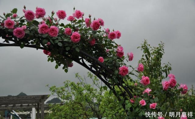 100㎡屋顶打造“花园露台”,网友直呼太壮观了,仿似人间仙境