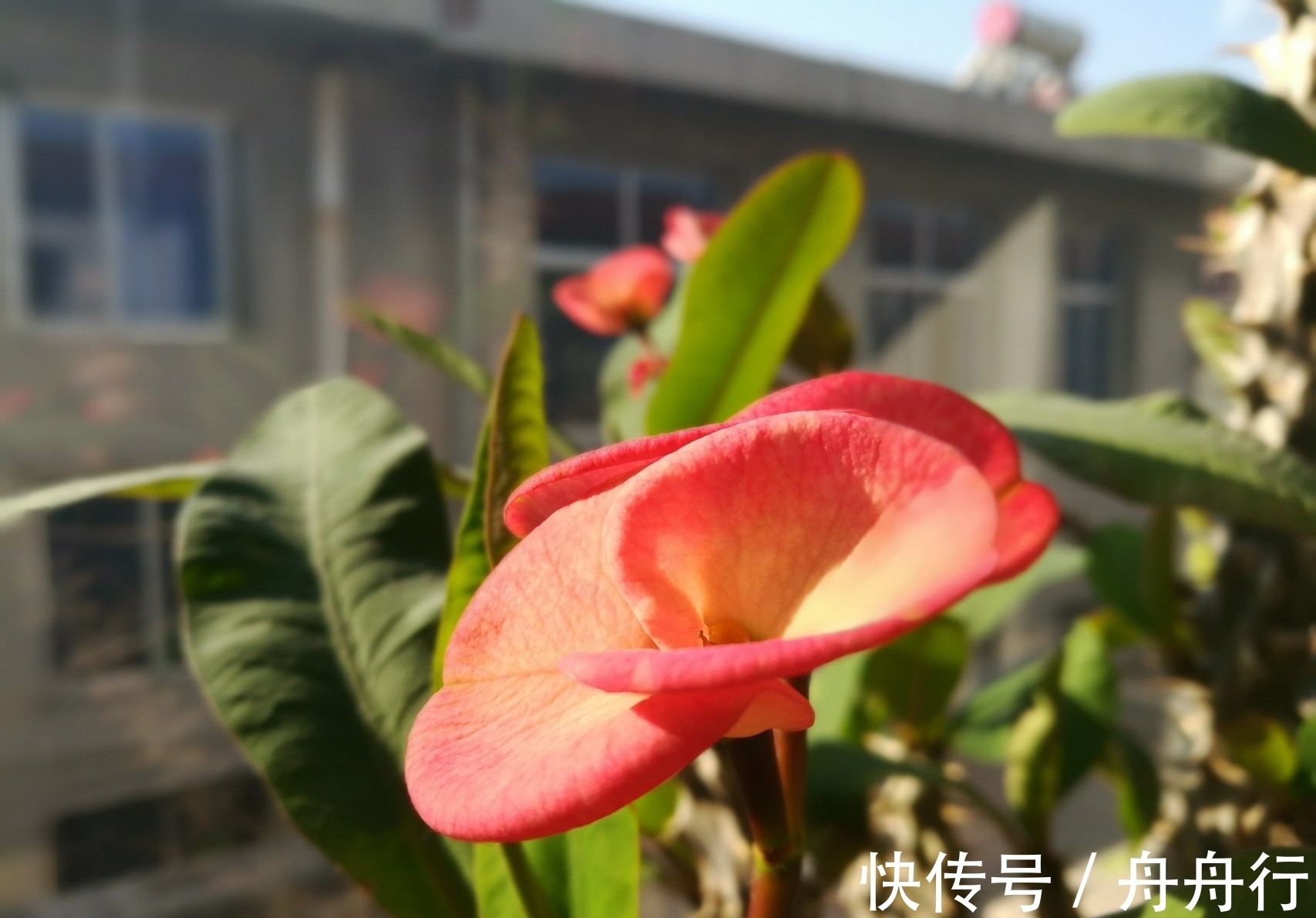 此花造型奇特惹人注意,凛然不可侵犯的样子,显示出麒麟的威严