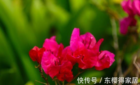 就算不小心枯了,也要重新养一盆的6种花,因为实在太优秀