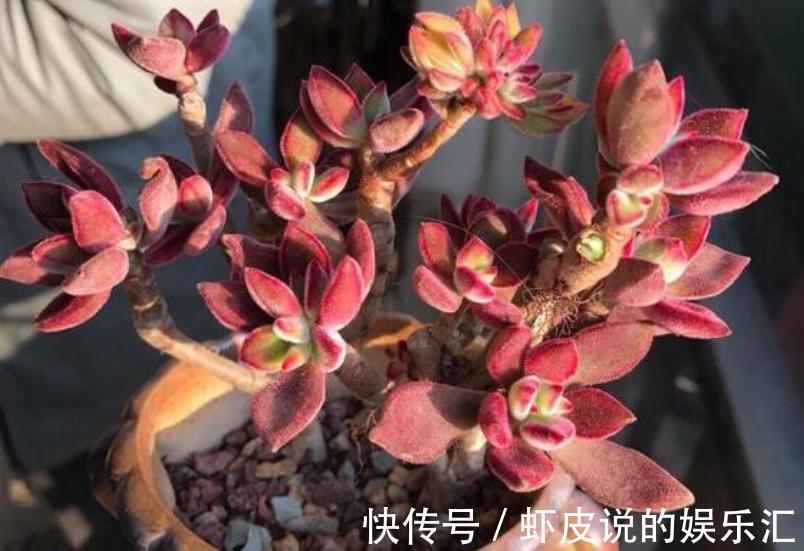 邻居养了盆红彤彤的多肉,自带绒毛可爱十足,相信你会喜欢的