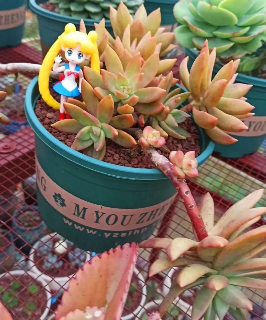 拼盘|多肉养在大盆里,就是豪横霸气,棵棵大得像白菜