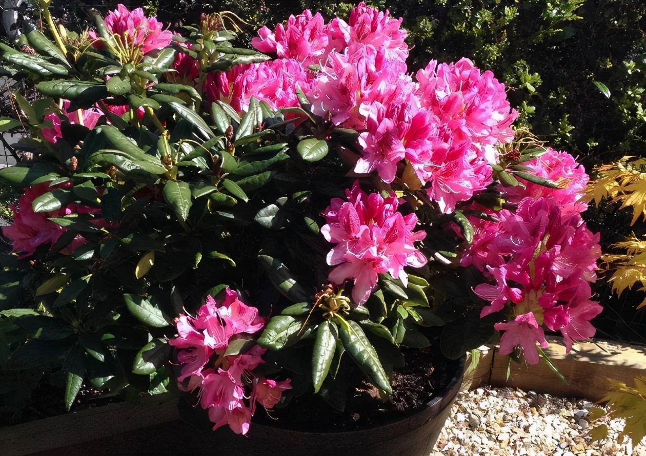 光照|养杜鹃花,掌握住换盆、浇水、光照技巧,新人盆栽一样年年开花