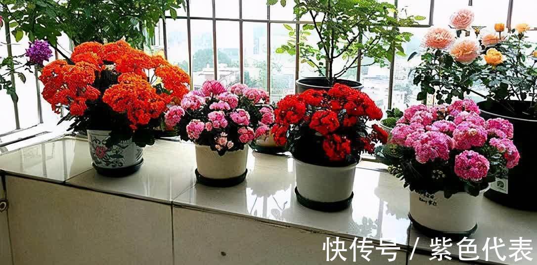 长寿花|立秋后,3种花要及时“翻盆”,不然影响“生长”和开花