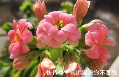 养不好长寿花,这里有室内最全的长寿花养护技巧,欢迎点进来学习