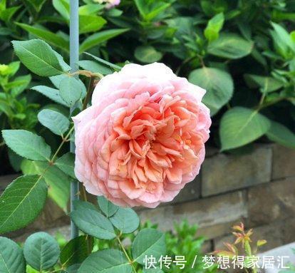 透气性|月季换盆有诀窍,顺应“三时期,两习性”,服盆几率大大提高