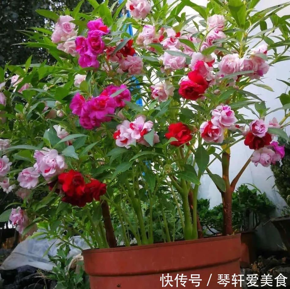 老中医最喜欢的五种花,家里养一盆,越养身体越健康,你家养了吗