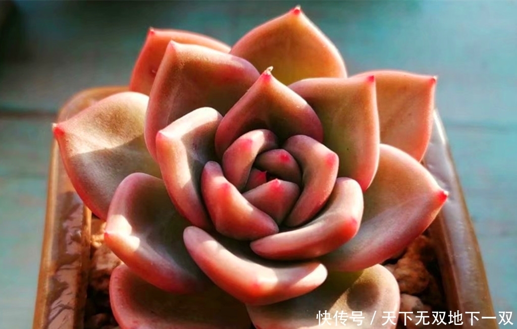 上当受骗|优选多肉的秘密,知道后可以避免上当受骗,还能繁殖出更美的肉肉