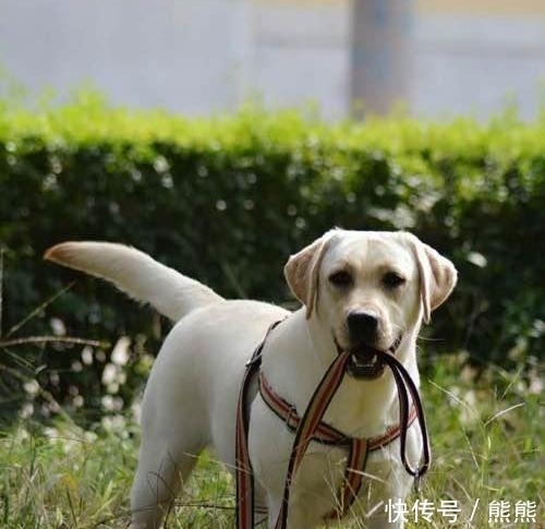 全纪录 双血统拉布拉多犬成长过程 天合乐学帮助家长发现孩子的更多可能 全纪录 双血统拉布拉多犬成长过程 天合乐学帮助家长发现孩子的更多可能