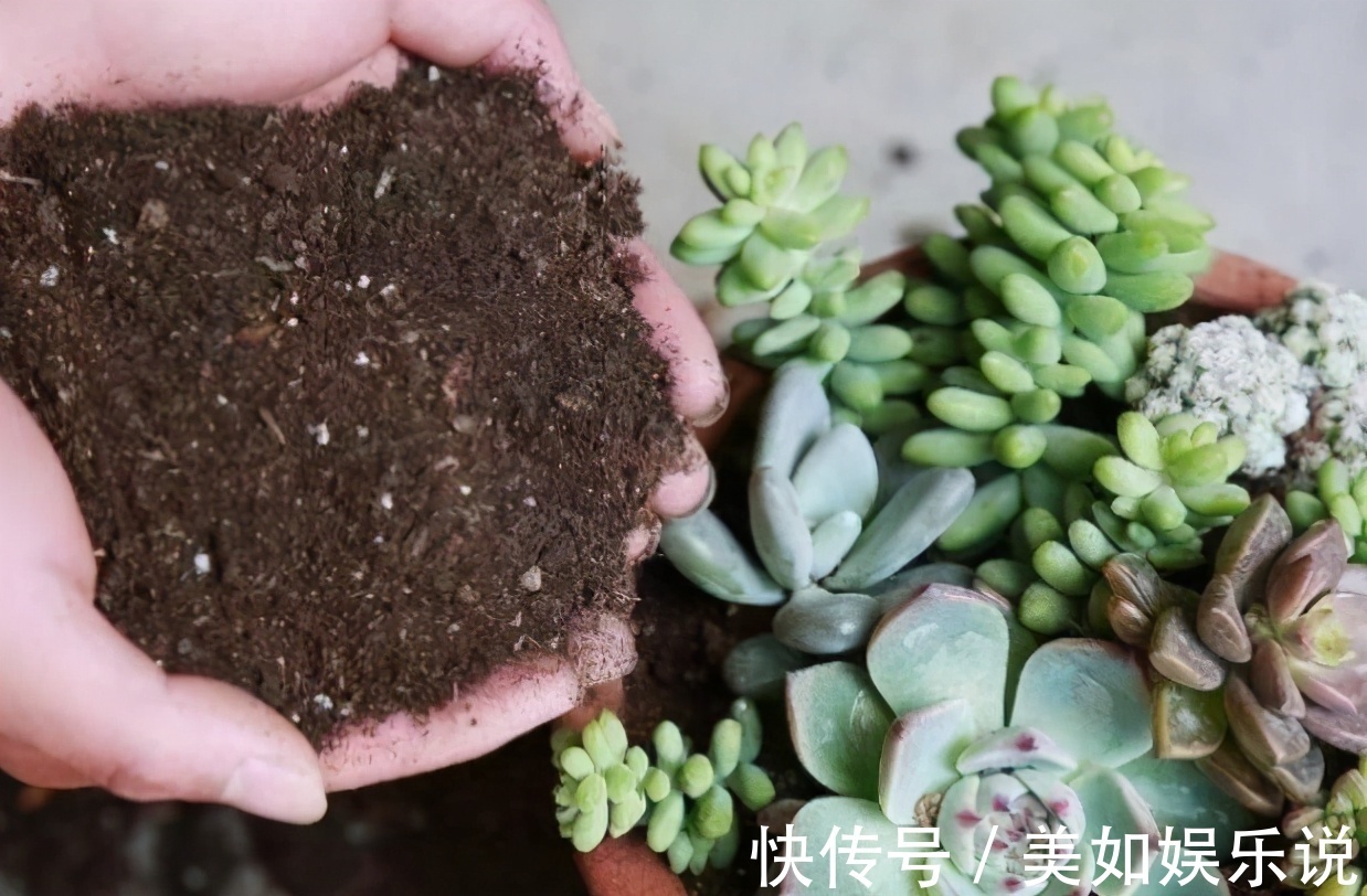 花土别再乱买了!搞不清养花环境,再好的土也烂根,自己配制最好