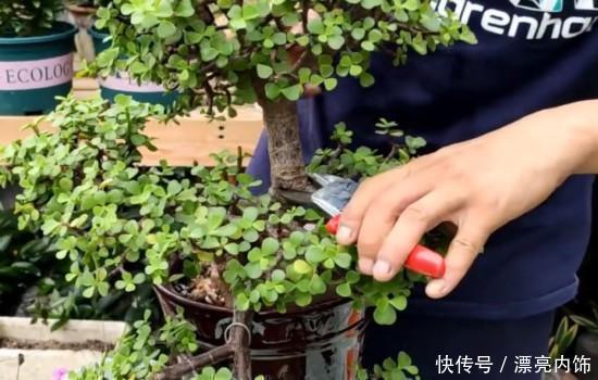 这3种花春天狠修剪,到了花期全是花,开花香花期长