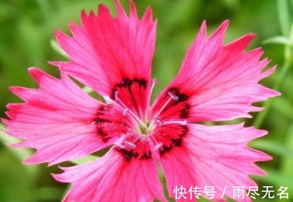 石竹花|几种花一年开花不断，开起花来拦不住，美不胜收，你养了吗