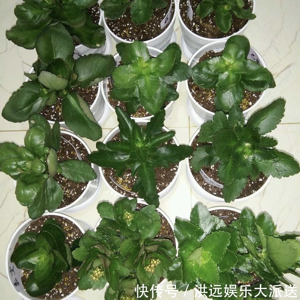 4种花现在扦插,枝条扔土里“生根快”,当年开花,变成养花大户