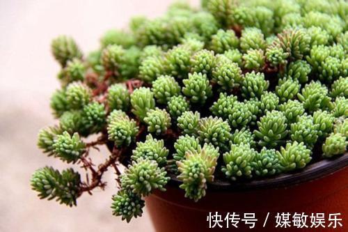 家居养花史上最容易爆盆的多肉植物,多肉爆盆就是这么简单