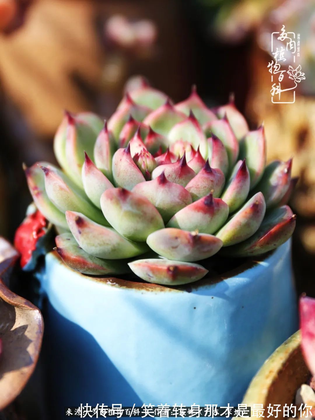 曾经的美肉,谢谢你们都惊艳过时光,谢谢你们都陪过我!