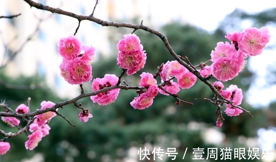 吴文英#词牌《一剪梅》跨越近千年,得名于清真词,你知道它的前世今生吗