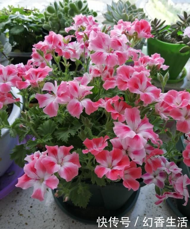 长寿花|这5种花,叶子不能喷水,尤其是夏天,一喷就全烂了